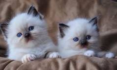 Ragdoll