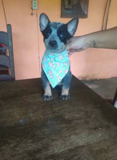 Pastor Australiano Boiadeiro Blue Heeler