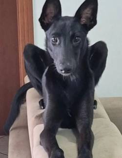 Duas Meninas De Whippet Com Pastor Belga Groenendael