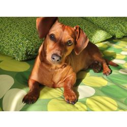 Procura-se Parceira Para o Spotty