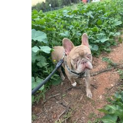 Bulldog Francs Isabella procura namorada
