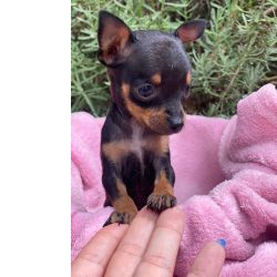 Pinscher Femeas e Machinhos Mini