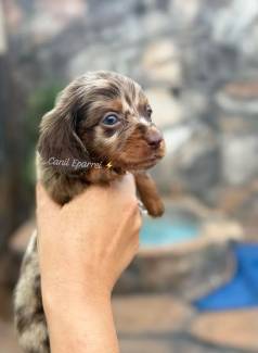 Dachshund Arlequim Kaninchen Pelo Longo