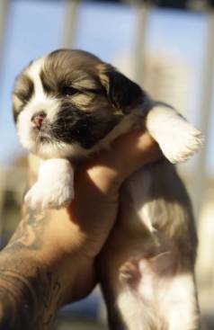 Filhote Shih Tzu 30 Dias