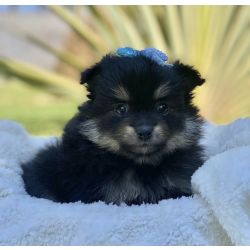 Spitz Belissimos pronta entrega