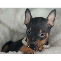 Pinscher Zerinho