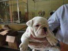Lindos Filhotes De Bull Dog Ingles