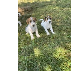 AQUI O SEU JACK RUSSEL  CRIADO POR MDICA VETERINRIA