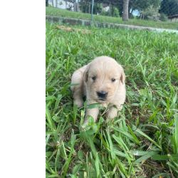 AQUI O SEU GOLDEN RETRIEVER  CRIADO POR MDICA VETERINRIA