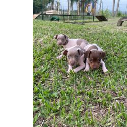 FOX PAULSITINHAS EM CORES RARAS E TRADICIONAIS CES CRIADOS POR MDICA VETERINRIA
