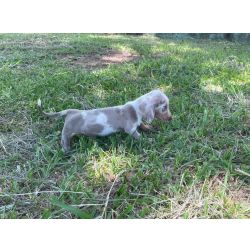 TECKEL DACHSHUND FILHOTES EM CORES VARIADAS  VENDA