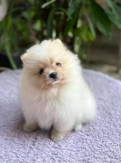 Lulu Da Pomernia Venha Conhecer