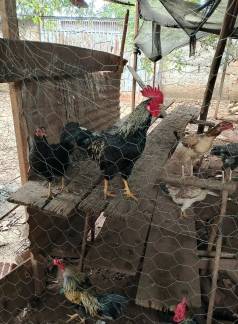 Galinhas E Galos Venda