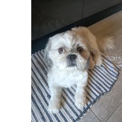 Procuro Shih Tzu Femea