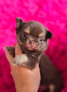 Chihuahua Macho Plo Longo Chocotan Reserva