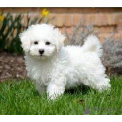 Fofinhos de Bichon Fris