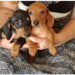 Cachorros Mini Teckel fofinhos e treinados para usar o bacio