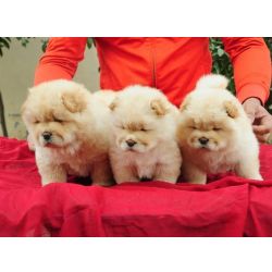 Cachorros Chow Chow Saudveis