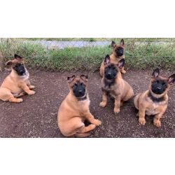 Cachorros Pastor Belga Malinois para proteo em casa