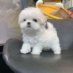Cachorros Malts Teacup disponveis