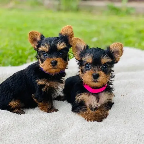 Cachorros Yorkshire Terrier