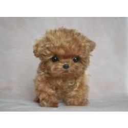 Cachorros de caniche toy