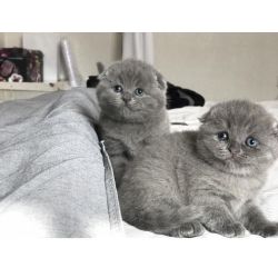 gatitos Scottish Fold