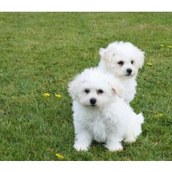 Cachorros de bich�n fris�