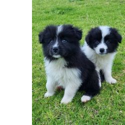 Incre�bles cachorros de Border Collie
