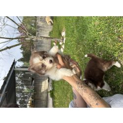 Huskies siberianos