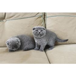 Gatinhos fofos da raa Scottish Fold disponveis