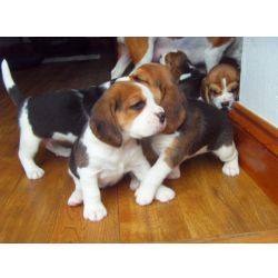 Cachorros Beagle Tricolor disponveis