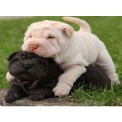 Cachorros Shar Pei chins examinados por veterinrios