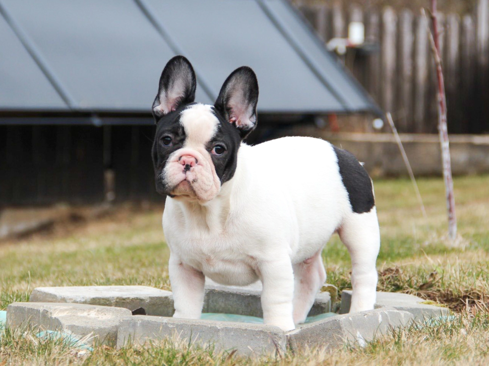 Cachorros Bulldog Francs
