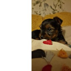 Yorkshire terrier puro