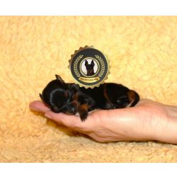Pinscher Super Miniatura