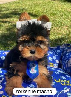 Yorkshire Terrier Macho, Imperdveis!
