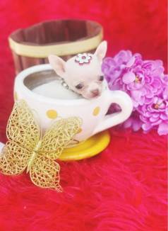 Chihuahua Macho E Fmea Pelo Curto Teacup Pedigree