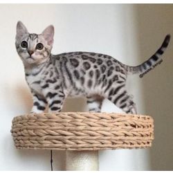 Bengal