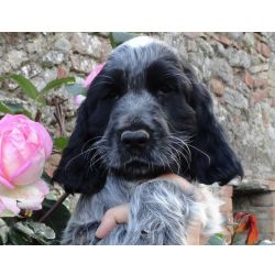 Cocker Spaniel Ingls  AZUL  RUO com LOP E AFIXO