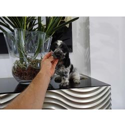 Cocker Spaniel Ingls MACHO AZUL  RUO com LOP e AFIXO