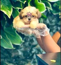 Shihtzus Macho E Fmea. A Melhor Companhia De Todas!