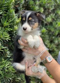 Border Collie Na Cor Tricolor