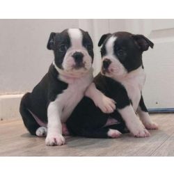 Cachorros Boston Terrier examinados por veterinrios e treinados para usar o bacio