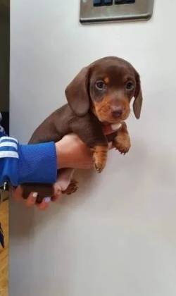 Co Filhote Basset, Dachshund/teckel/ Salsicha/cofap - Brincalho E Carinhoso