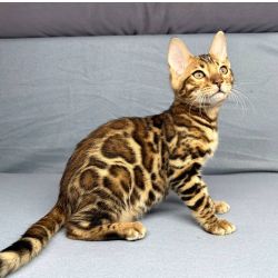 Gatinhos de Bengala disponveis