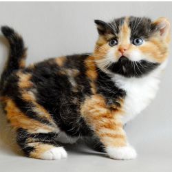 Gatinhos Scottish Fold extraordinrios