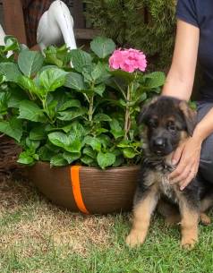 Filhotes De Pastor Alem�o Com Pedigree