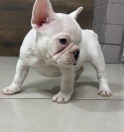 Filhotes De Bulldog Francs