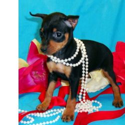 Cachorros Pinscher Miniatura